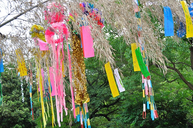 tre là vật trang trí không thể thiếu trong lễ hội Tanabata tre là vật trang trí không thể thiếu trong lễ hội Tanabata